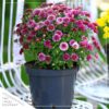 Live Flowering Hardy Chrysanthemum - Purple (2 Plants Per Pack) - Beautiful Fall Color - 15" Tall by 12" Wide in 3 Quart Pot - Image 8