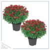 Live Flowering Hardy Chrysanthemum - Red (2 Plants Per Pack) - Beautiful Fall Color - 15" Tall by 12" Wide in 3 Quart Pot - Image 2