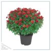 Live Flowering Hardy Chrysanthemum - Red (2 Plants Per Pack) - Beautiful Fall Color - 15" Tall by 12" Wide in 3 Quart Pot - Image 4