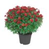 Live Flowering Hardy Chrysanthemum - Red (2 Plants Per Pack) - Beautiful Fall Color - 15" Tall by 12" Wide in 3 Quart Pot - Image 3