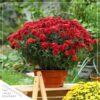 Live Flowering Hardy Chrysanthemum - Red (2 Plants Per Pack) - Beautiful Fall Color - 15" Tall by 12" Wide in 3 Quart Pot - Image 8