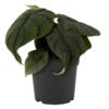 Proven Winners® leafjoy® Mythic™ Dragonite™ Jewel Alocasia (Alocasia melo) - Beautiful Houseplant - 12-14" Tall by 6-8" Wide in 12cm Pot