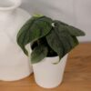 Proven Winners® leafjoy® Mythic™ Dragonite™ Jewel Alocasia (Alocasia melo) - Beautiful Houseplant - 12-14" Tall by 6-8" Wide in 12cm Pot - Image 2