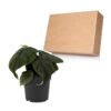 Proven Winners® leafjoy® Mythic™ Dragonite™ Jewel Alocasia (Alocasia melo) - Beautiful Houseplant - 12-14" Tall by 6-8" Wide in 12cm Pot - Image 4