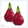Waxed Amaryllis Bulb - Red Wax, Blooms Red (2 Plants Per Pack) - Easy Care - No Watering Needed! Beautiful Holiday Decor - Image 2