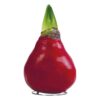Waxed Amaryllis Bulb - Red Wax, Blooms Red (2 Plants Per Pack) - Easy Care - No Watering Needed! Beautiful Holiday Decor - Image 3