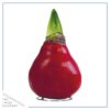 Waxed Amaryllis Bulb - Red Wax, Blooms Red (2 Plants Per Pack) - Easy Care - No Watering Needed! Beautiful Holiday Decor - Image 4