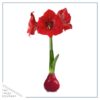 Waxed Amaryllis Bulb - Red Wax, Blooms Red (2 Plants Per Pack) - Easy Care - No Watering Needed! Beautiful Holiday Decor - Image 5