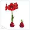 Waxed Amaryllis Bulb - Red Wax, Blooms Red (2 Plants Per Pack) - Easy Care - No Watering Needed! Beautiful Holiday Decor - Image 6