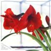 Waxed Amaryllis Bulb - Red Wax, Blooms Red (2 Plants Per Pack) - Easy Care - No Watering Needed! Beautiful Holiday Decor - Image 8