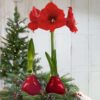 Waxed Amaryllis Bulb - Red Wax, Blooms Red (2 Plants Per Pack) - Easy Care - No Watering Needed! Beautiful Holiday Decor - Image 12