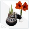 Waxed Amaryllis Bulb in Black Festive Stocking (Red Bloom) - Easy Care - No Watering Needed! Beautiful Holiday Decor - Image 2
