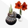 Waxed Amaryllis Bulb in Black Festive Stocking (Red Bloom) - Easy Care - No Watering Needed! Beautiful Holiday Decor - Image 19