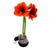 Waxed Amaryllis Bulb in Black Festive Stocking (Red Bloom) - Easy Care - No Watering Needed! Beautiful Holiday Decor - Image 9