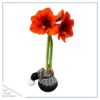 Waxed Amaryllis Bulb in Black Festive Stocking (Red Bloom) - Easy Care - No Watering Needed! Beautiful Holiday Decor - Image 10
