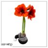 Waxed Amaryllis Bulb in Black Festive Stocking (Red Bloom) - Easy Care - No Watering Needed! Beautiful Holiday Decor - Image 13