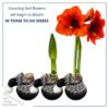 Waxed Amaryllis Bulb in Black Festive Stocking (Red Bloom) - Easy Care - No Watering Needed! Beautiful Holiday Decor - Image 3