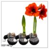 Waxed Amaryllis Bulb in Black Festive Stocking (Red Bloom) - Easy Care - No Watering Needed! Beautiful Holiday Decor - Image 18