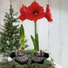 Waxed Amaryllis Bulb in Black Festive Stocking (Red Bloom) - Easy Care - No Watering Needed! Beautiful Holiday Decor - Image 6