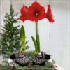 Waxed Amaryllis Bulb in Black Festive Stocking (Red Bloom) - Easy Care - No Watering Needed! Beautiful Holiday Decor - Image 14