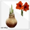 Snow Flecked Waxed Amaryllis Bulb - Beaming Bronze Wax, Blooms Red (3 Plants Per Pack), Easy Care - No Watering Needed! Beautiful Holiday Decor - Image 20