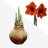 Snow Flecked Waxed Amaryllis Bulb - Beaming Bronze Wax, Blooms Red (3 Plants Per Pack), Easy Care - No Watering Needed! Beautiful Holiday Decor - Image 12