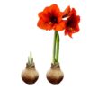 Snow Flecked Waxed Amaryllis Bulb - Beaming Bronze Wax, Blooms Red (3 Plants Per Pack), Easy Care - No Watering Needed! Beautiful Holiday Decor - Image 13
