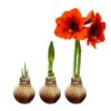 Snow Flecked Waxed Amaryllis Bulb - Beaming Bronze Wax, Blooms Red (3 Plants Per Pack), Easy Care - No Watering Needed! Beautiful Holiday Decor - Image 14