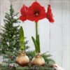 Snow Flecked Waxed Amaryllis Bulb - Beaming Bronze Wax, Blooms Red (3 Plants Per Pack), Easy Care - No Watering Needed! Beautiful Holiday Decor - Image 21