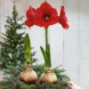 Snow Flecked Waxed Amaryllis Bulb - Beaming Bronze Wax, Blooms Red (3 Plants Per Pack), Easy Care - No Watering Needed! Beautiful Holiday Decor - Image 16