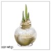 Snow Flecked Waxed Amaryllis Bulb - Glittering Gold Wax, Blooms Red - Easy Care - No Watering Needed! Beautiful Holiday Decor - Image 17