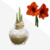 Snow Flecked Waxed Amaryllis Bulb - Glittering Gold Wax, Blooms Red - Easy Care - No Watering Needed! Beautiful Holiday Decor - Image 10