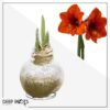 Snow Flecked Waxed Amaryllis Bulb - Glittering Gold Wax, Blooms Red - Easy Care - No Watering Needed! Beautiful Holiday Decor - Image 18