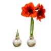 Snow Flecked Waxed Amaryllis Bulb - Glittering Gold Wax, Blooms Red - Easy Care - No Watering Needed! Beautiful Holiday Decor - Image 19