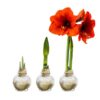 Snow Flecked Waxed Amaryllis Bulb - Glittering Gold Wax, Blooms Red - Easy Care - No Watering Needed! Beautiful Holiday Decor - Image 12