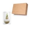 Snow Flecked Waxed Amaryllis Bulb - Glittering Gold Wax, Blooms Red - Easy Care - No Watering Needed! Beautiful Holiday Decor - Image 14