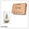 Snow Flecked Waxed Amaryllis Bulb - Glittering Gold Wax, Blooms Red - Easy Care - No Watering Needed! Beautiful Holiday Decor - Image 22