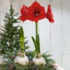 Snow Flecked Waxed Amaryllis Bulb - Glittering Gold Wax, Blooms Red - Easy Care - No Watering Needed! Beautiful Holiday Decor - Image 8