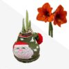 Waxed Amaryllis Bulb in Green Santa Stocking (Red Bloom) - Easy Care - No Watering Needed! Beautiful Holiday Decor - Image 11