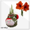 Waxed Amaryllis Bulb in Green Santa Stocking (Red Bloom) - Easy Care - No Watering Needed! Beautiful Holiday Decor - Image 16