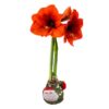 Waxed Amaryllis Bulb in Green Santa Stocking (Red Bloom) - Easy Care - No Watering Needed! Beautiful Holiday Decor - Image 9