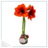 Waxed Amaryllis Bulb in Green Santa Stocking (Red Bloom) - Easy Care - No Watering Needed! Beautiful Holiday Decor - Image 10