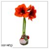 Waxed Amaryllis Bulb in Green Santa Stocking (Red Bloom) - Easy Care - No Watering Needed! Beautiful Holiday Decor - Image 17