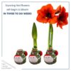Waxed Amaryllis Bulb in Green Santa Stocking (Red Bloom) - Easy Care - No Watering Needed! Beautiful Holiday Decor - Image 3