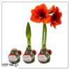 Waxed Amaryllis Bulb in Green Santa Stocking (Red Bloom) - Easy Care - No Watering Needed! Beautiful Holiday Decor - Image 18