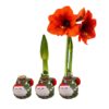 Waxed Amaryllis Bulb in Green Santa Stocking (Red Bloom) - Easy Care - No Watering Needed! Beautiful Holiday Decor - Image 12