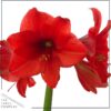 Waxed Amaryllis Bulb in Green Santa Stocking (Red Bloom) - Easy Care - No Watering Needed! Beautiful Holiday Decor - Image 5