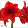 Waxed Amaryllis Bulb in Green Santa Stocking (Red Bloom) - Easy Care - No Watering Needed! Beautiful Holiday Decor - Image 22