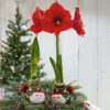 Waxed Amaryllis Bulb in Green Santa Stocking (Red Bloom) - Easy Care - No Watering Needed! Beautiful Holiday Decor - Image 6