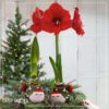 Waxed Amaryllis Bulb in Green Santa Stocking (Red Bloom) - Easy Care - No Watering Needed! Beautiful Holiday Decor - Image 19